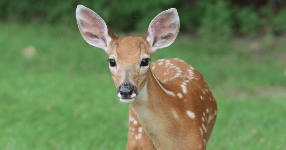 Featured Image for Properly Aging a Whitetail Buck on the Hoof